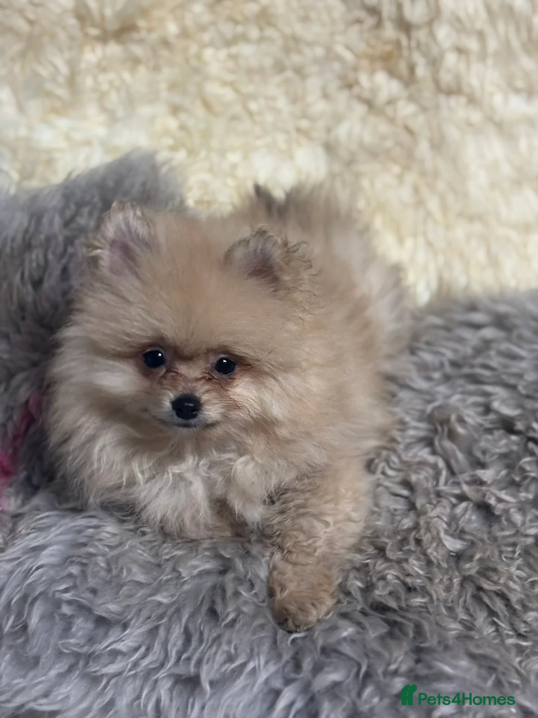 Pomeranian dogs for sale: ready to leave poms! - Advert 4