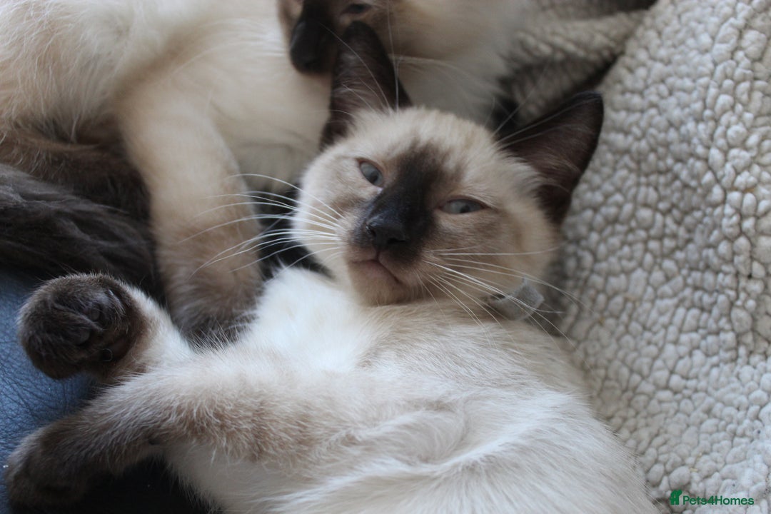 Ragamese cats for sale: Ragamese ragdoll siamese vaccinated, microchipped - Image 20