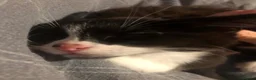 Mixed Breed cats for sale: ✨ Beautiful black & white kitten ✨ - Advert 3