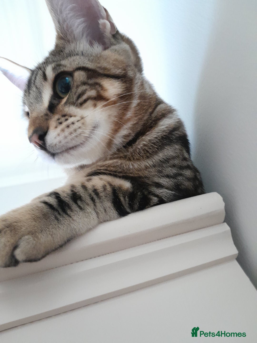 Savannah cats for sale: Full Pedigree TICA Reg Marbled Savannah Boy Kitten - Image 18