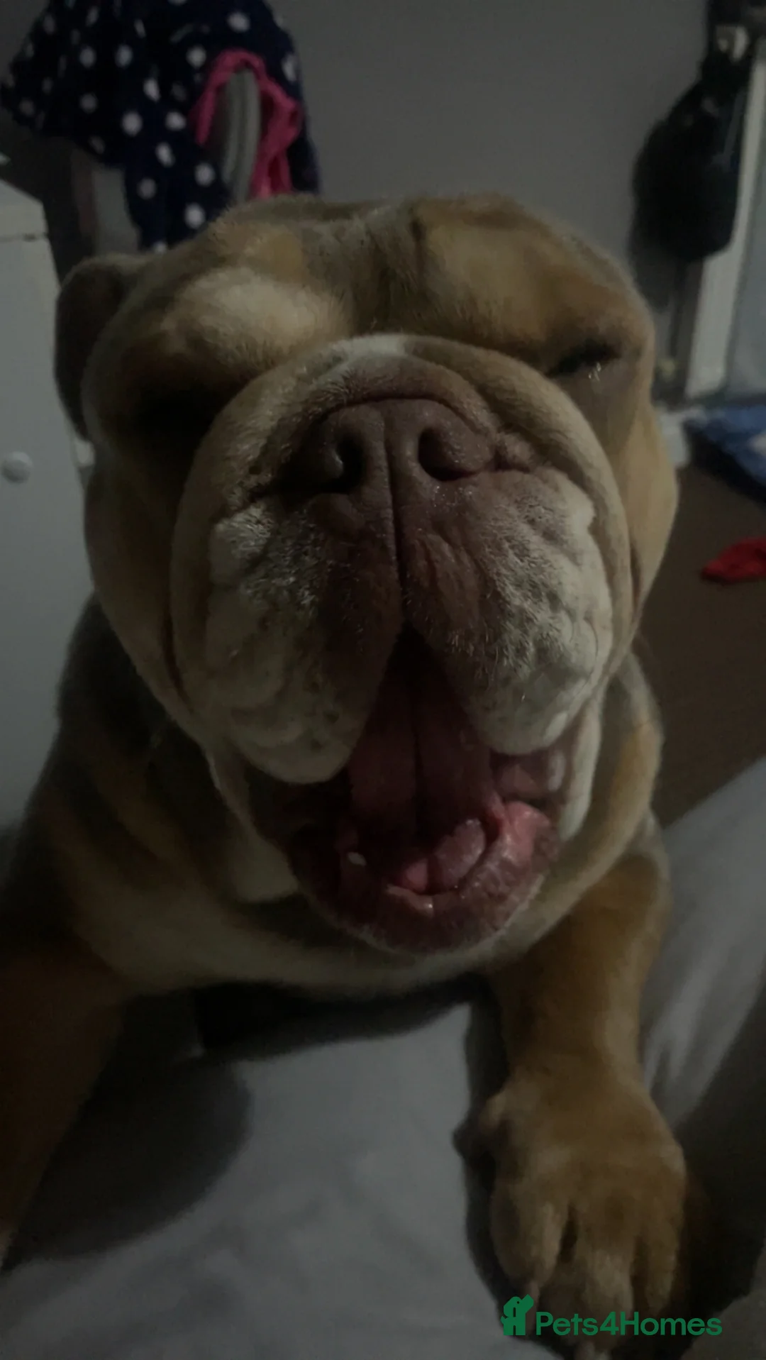 English Bulldog dogs for sale: English bulldog  in Flint - Advert 4
