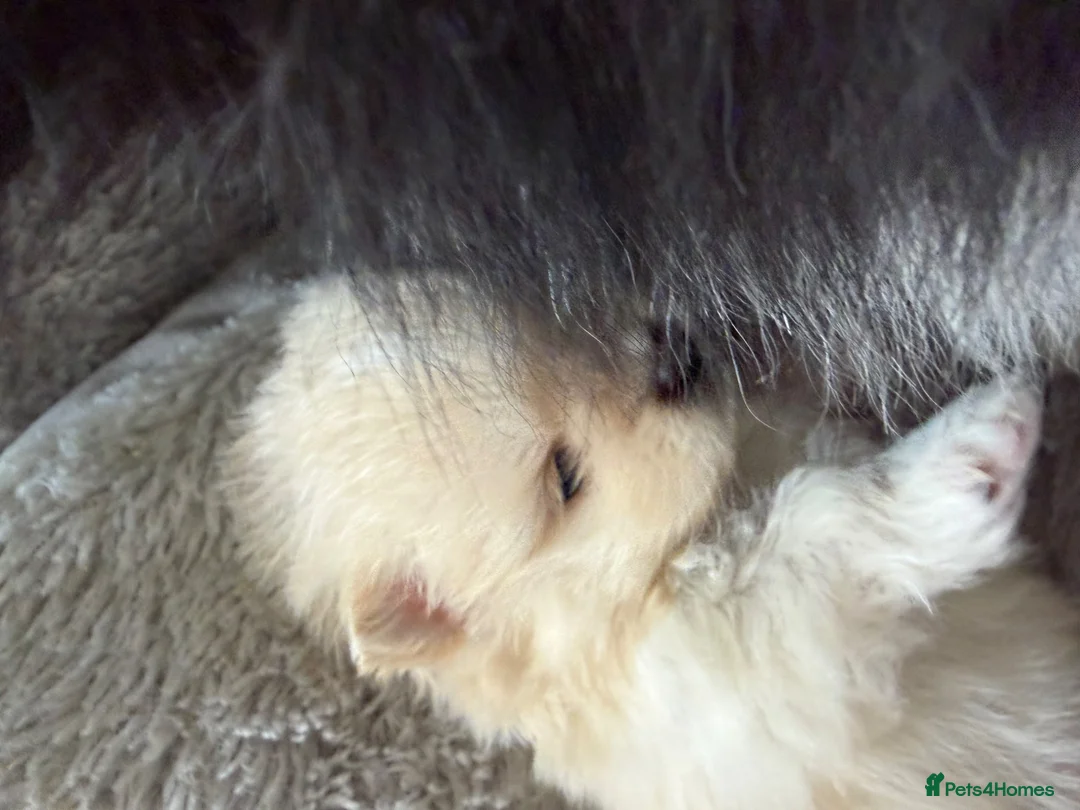 Pomeranian dogs for sale: Pomeranian baby girl  - Advert 4