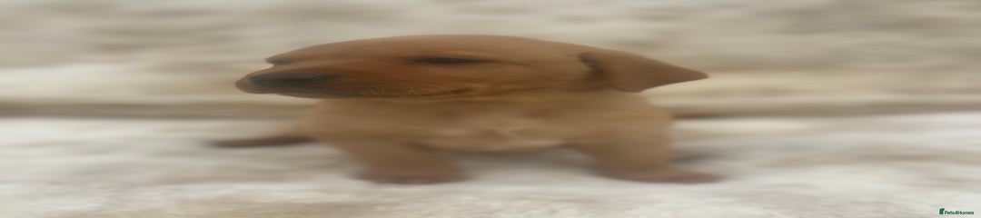 Labrador Retriever Puppy 4