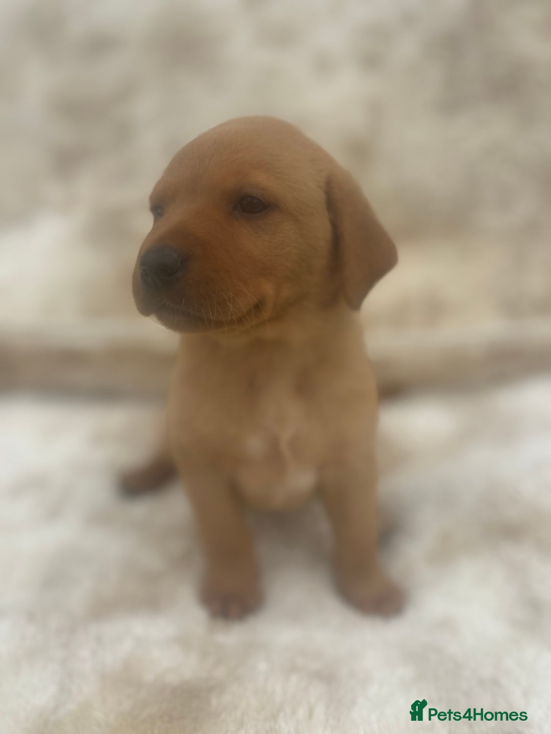 Labrador Retriever dogs for sale: 8 Kennel club reg  health tested chunky Labradors  - Image 18