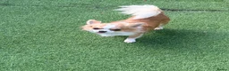 Chihuahua dogs for sale: Longcoat chihuahuas - Advert 4
