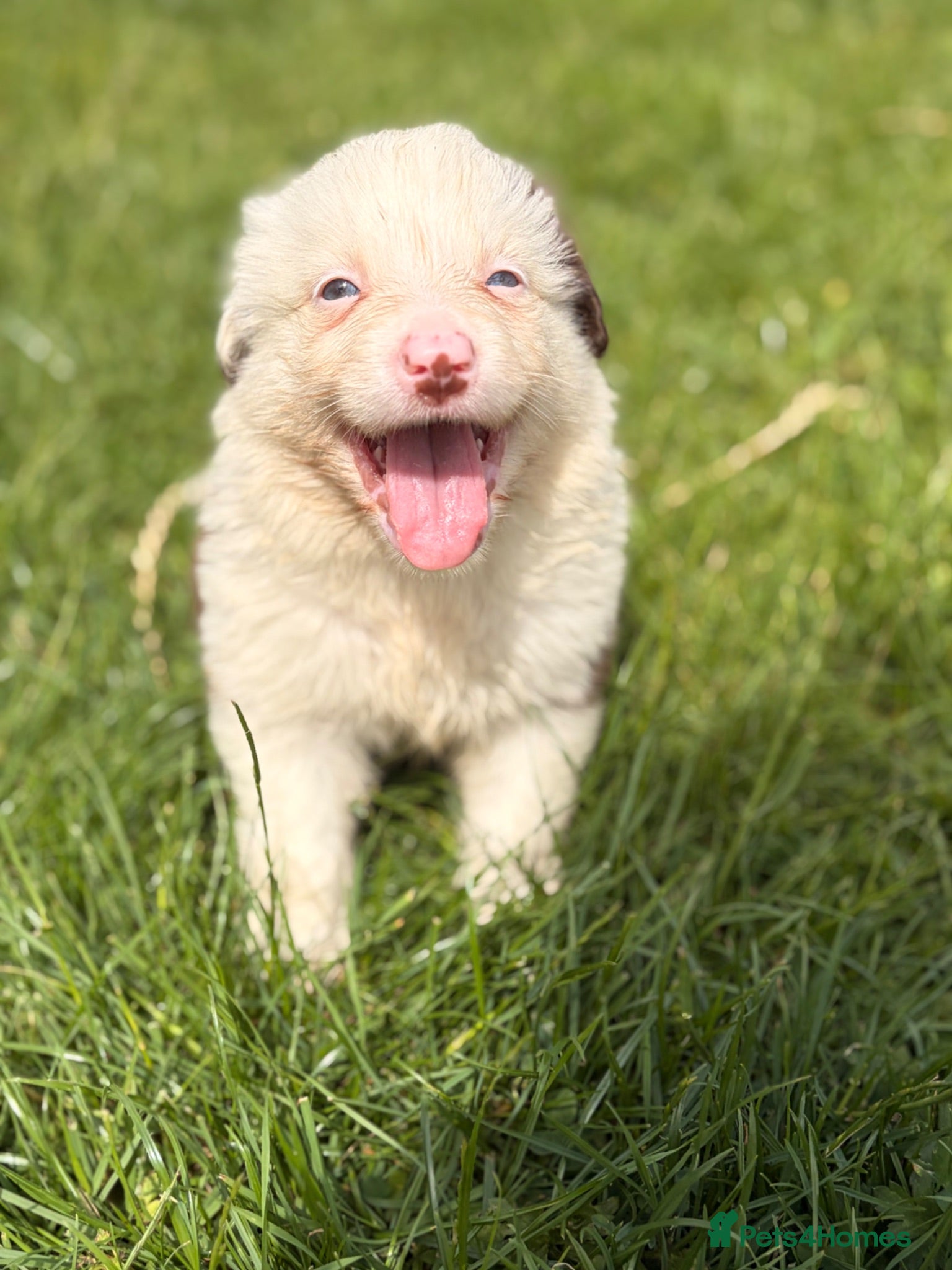 Border Collie dogs BEAUTIFUL BC PUPS, HEALTH TESTED CLEAR PARENTS  - Advert 1