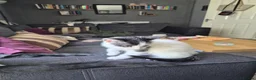 Mixed Breed cats for sale: 3 female kittens for sale  - Advert 7