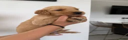 Golden Retriever dogs for sale: Golden Retriever puppies.  - Advert 12