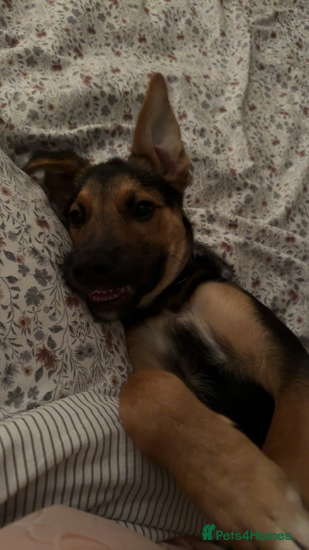 Belgian Shepherd Dog dogs for sale: Male Belgian malinois cross Anatolian shepherd  - Image 4