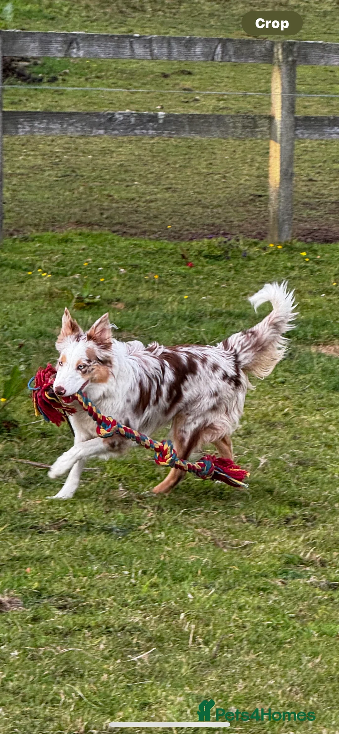 Border Collie dogs for sale: Stunning tri red/merled, blue eyed little boy - Advert 2