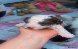 Jackapoo dogs for sale:  Ready on the 18th of December 3 jackapoo puppy’s - Advert 13