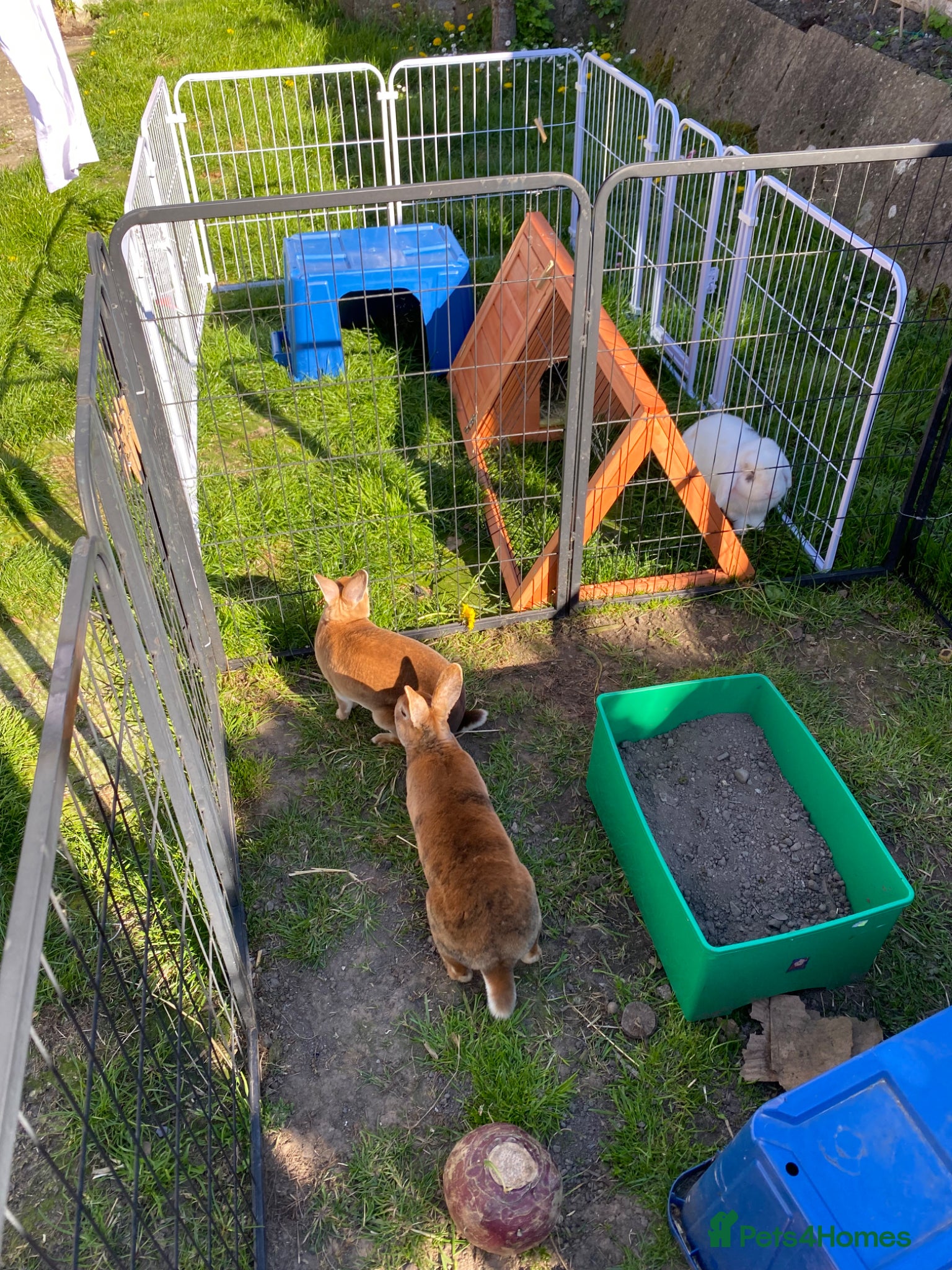Rex rabbits Bonded Red Rex doe’s for sale  - Advert 1
