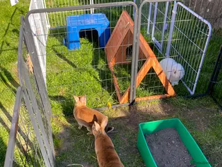 Rex rabbits Bonded Red Rex doe’s for sale - Advert 14