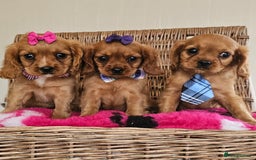 Cavapoo dogs for sale: Cavapoo puppies  - Image 2