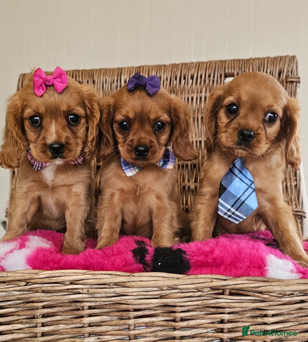 Cavapoo dogs for sale: Cavapoo puppies  - Image 2