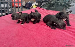 French Bulldog dogs for sale: French bulldog  - Image 7