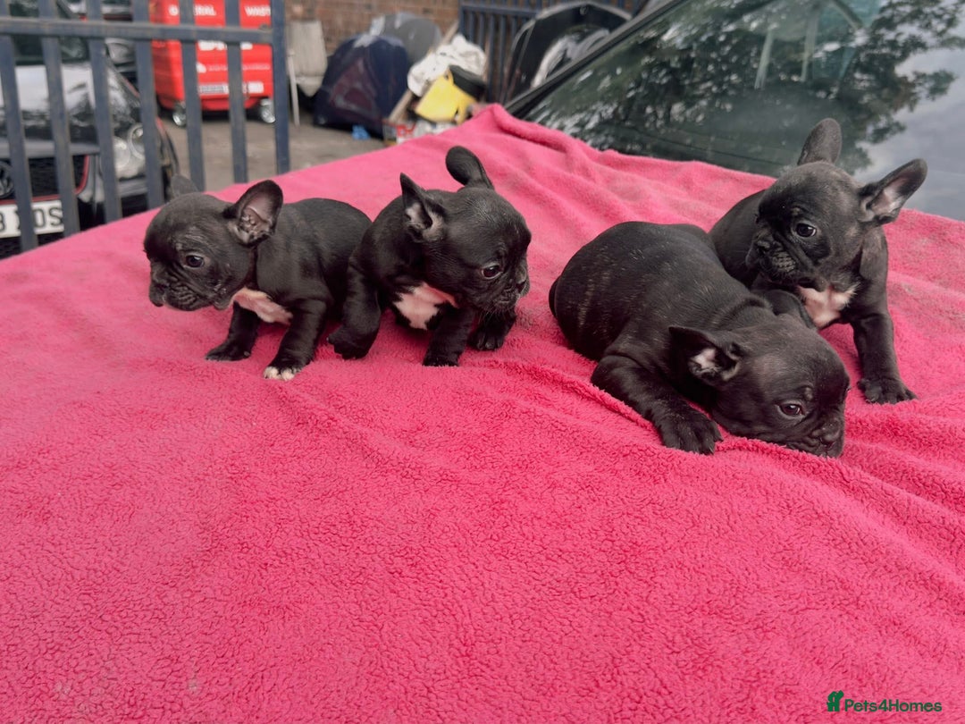 French Bulldog dogs for sale: French bulldog  - Image 7
