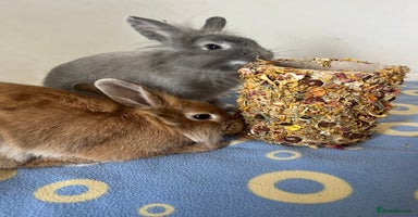 Lionhead rabbits - Advert 7
