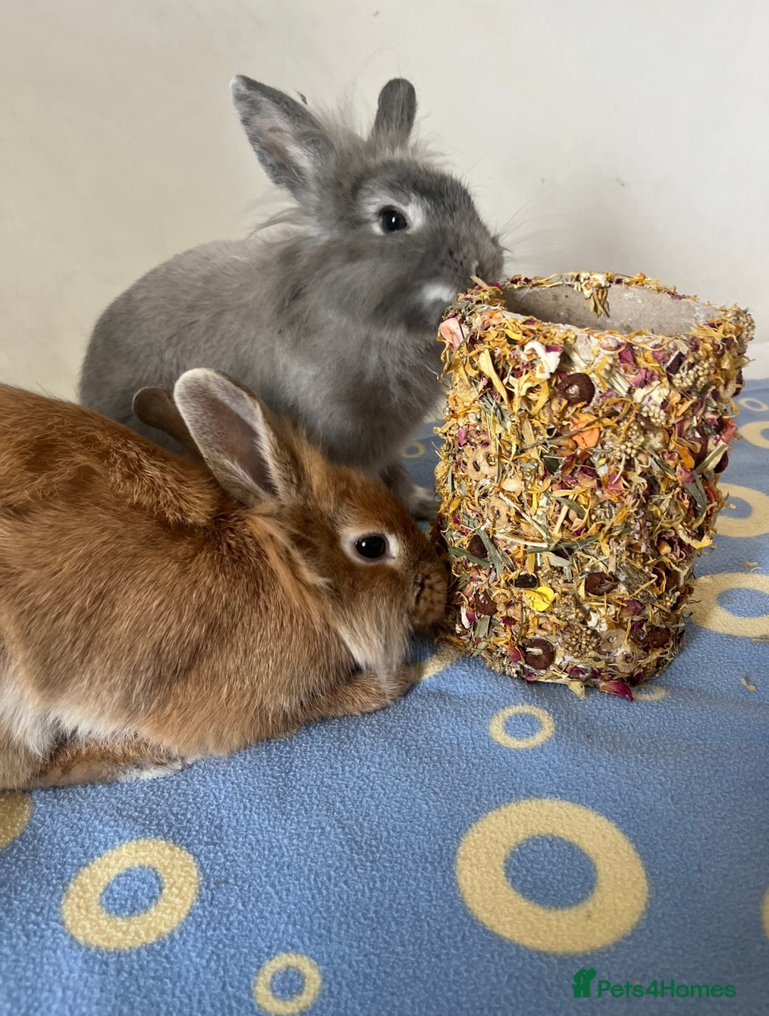 Lionhead rabbits for sale: Bambi & Thumper looking for a new loving home  - Image 2
