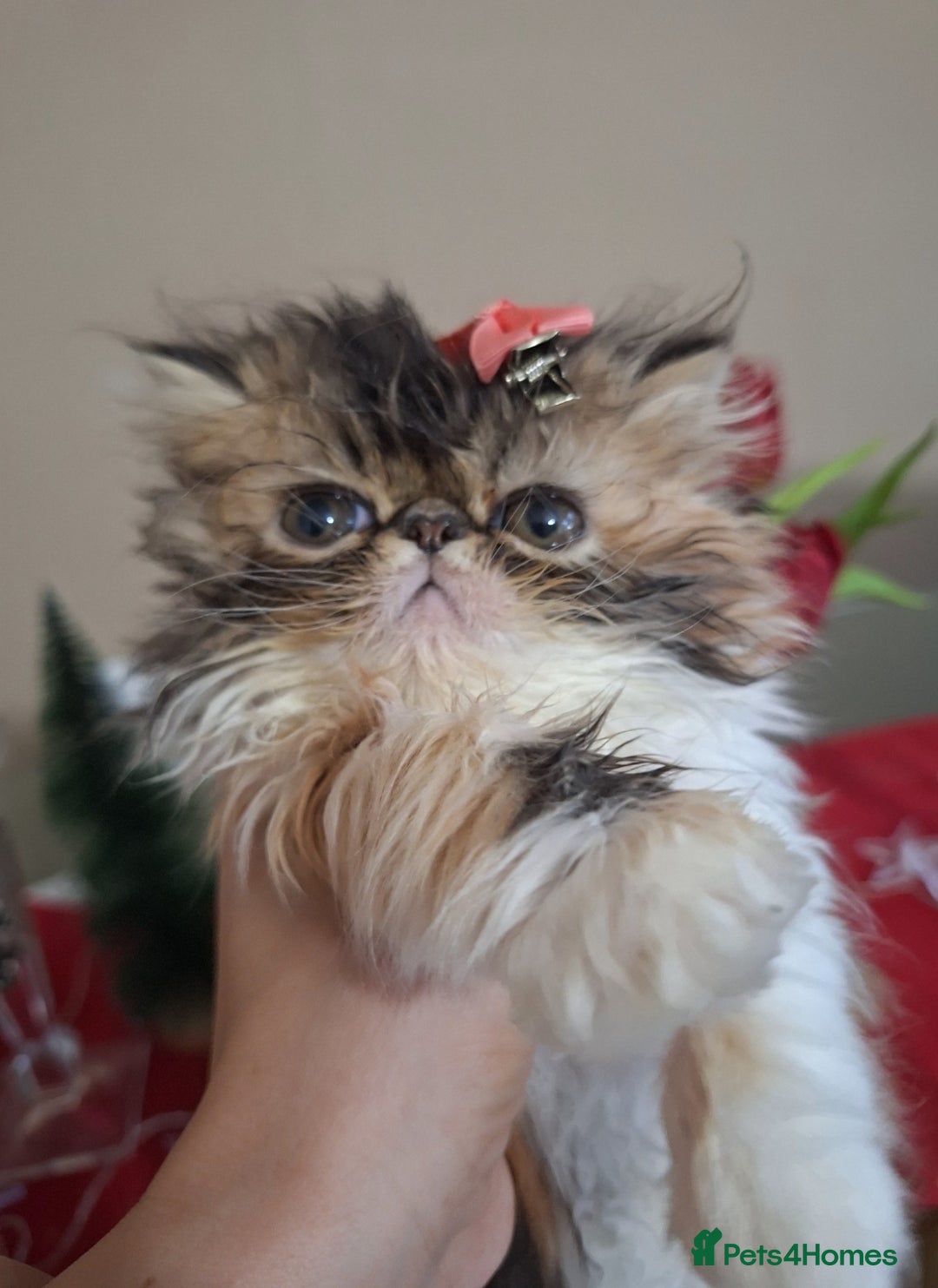 Persian cats for sale:  Outstanding Purebred Persian Kittens Pet Only - Advert 5