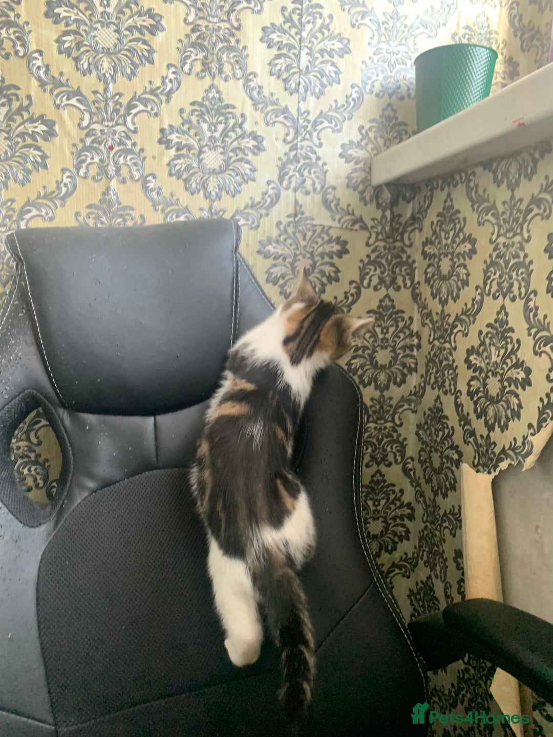 British Shorthair cats for sale: 3 Kitten ready to leave today  - Advert 20