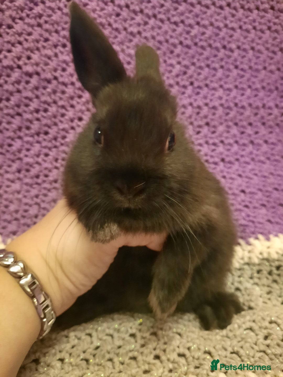 Netherland Dwarf rabbits for sale: Four Litters Of Netherland Dwarf Babies - Image 11