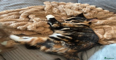 Domestic Shorthair cats - Advert 6