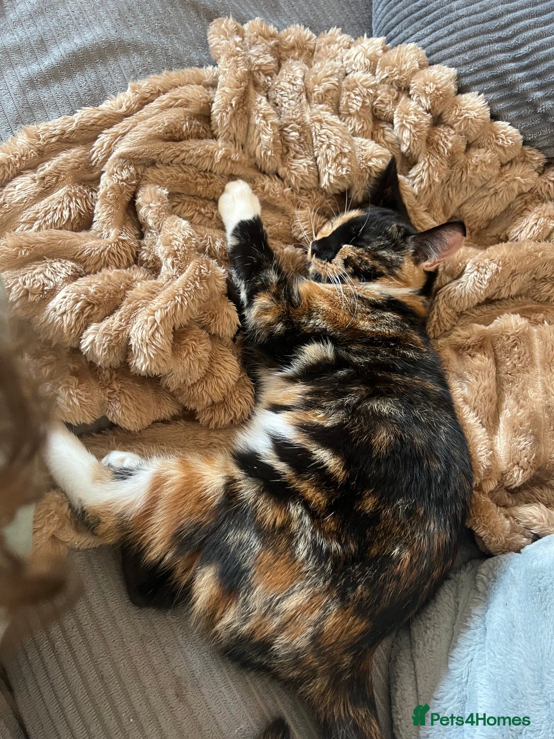 Domestic Shorthair cats for sale: Calico cat - Cleo - 1.5 years old  - Image 3