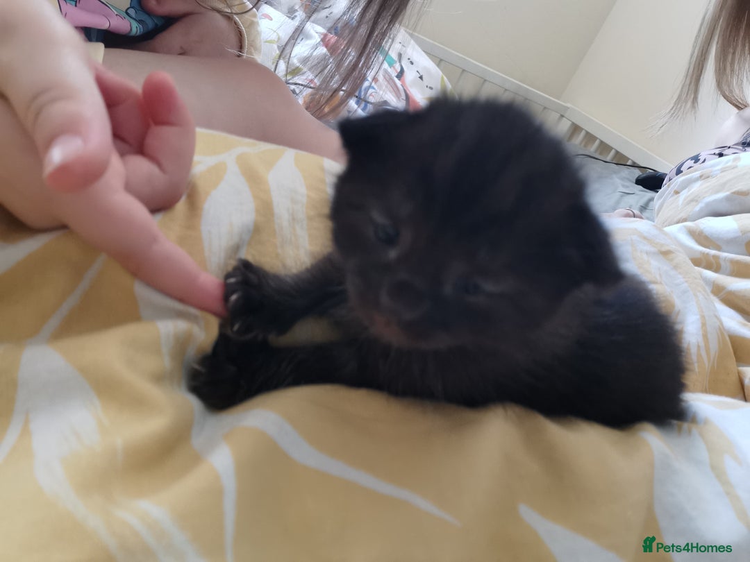 Mixed Breed cats for sale: Female kitten for sale - Image 5