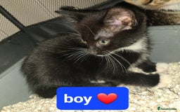 Mixed Breed cats for sale: Beautiful kittens ready now  - Advert 3