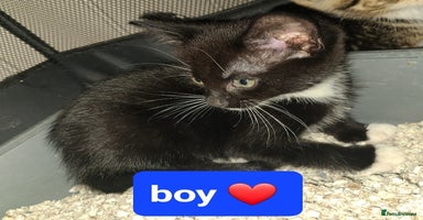 Mixed Breed cats Beautiful kittens ready now  - Advert 3