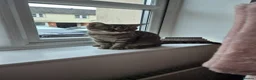 Mixed Breed cats for sale: Willow and misty  - Advert 3