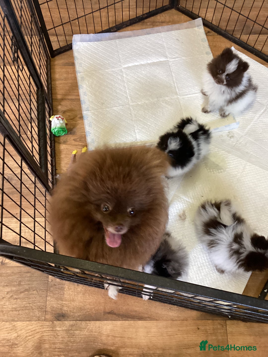 Pomeranian dogs for sale: Pomeranian  - Image 23