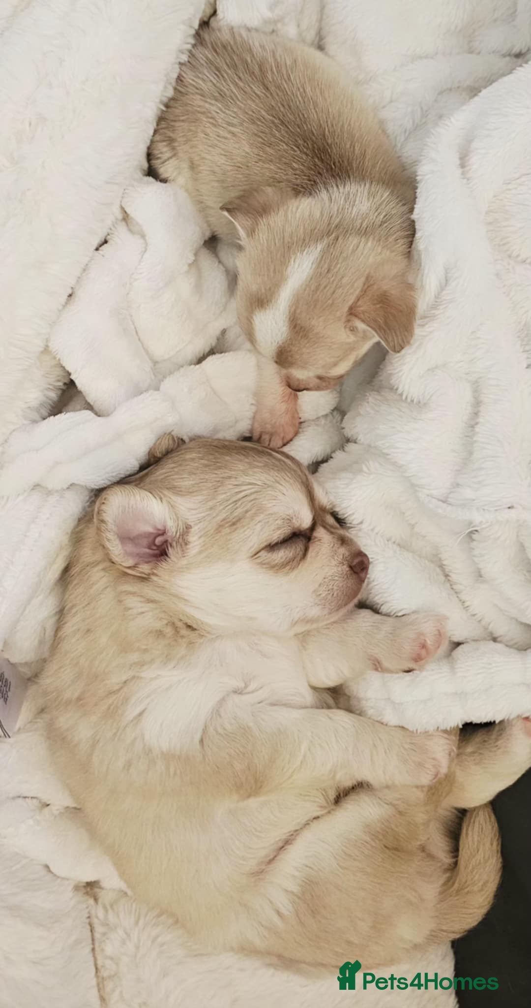 Chihuahua dogs for sale: Chihuahuas for sale - Advert 2