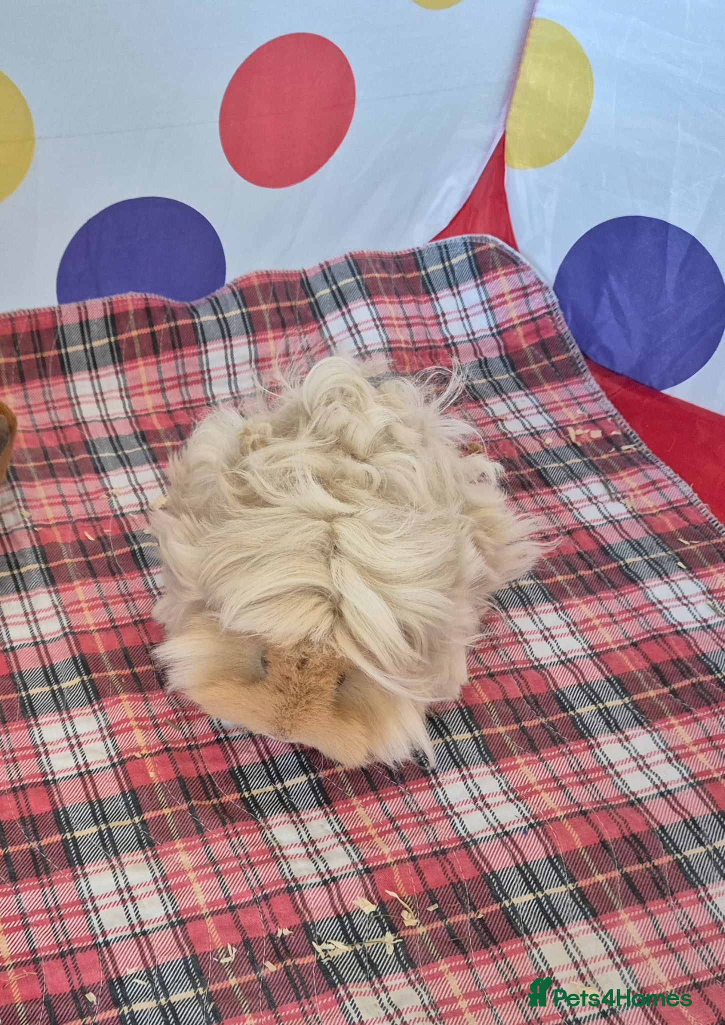 Guinea Pig rodents Female lunkarya guinea pig - Advert 12