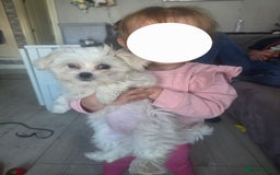 Maltese dogs for sale: Maltese puppy famale - Image 3