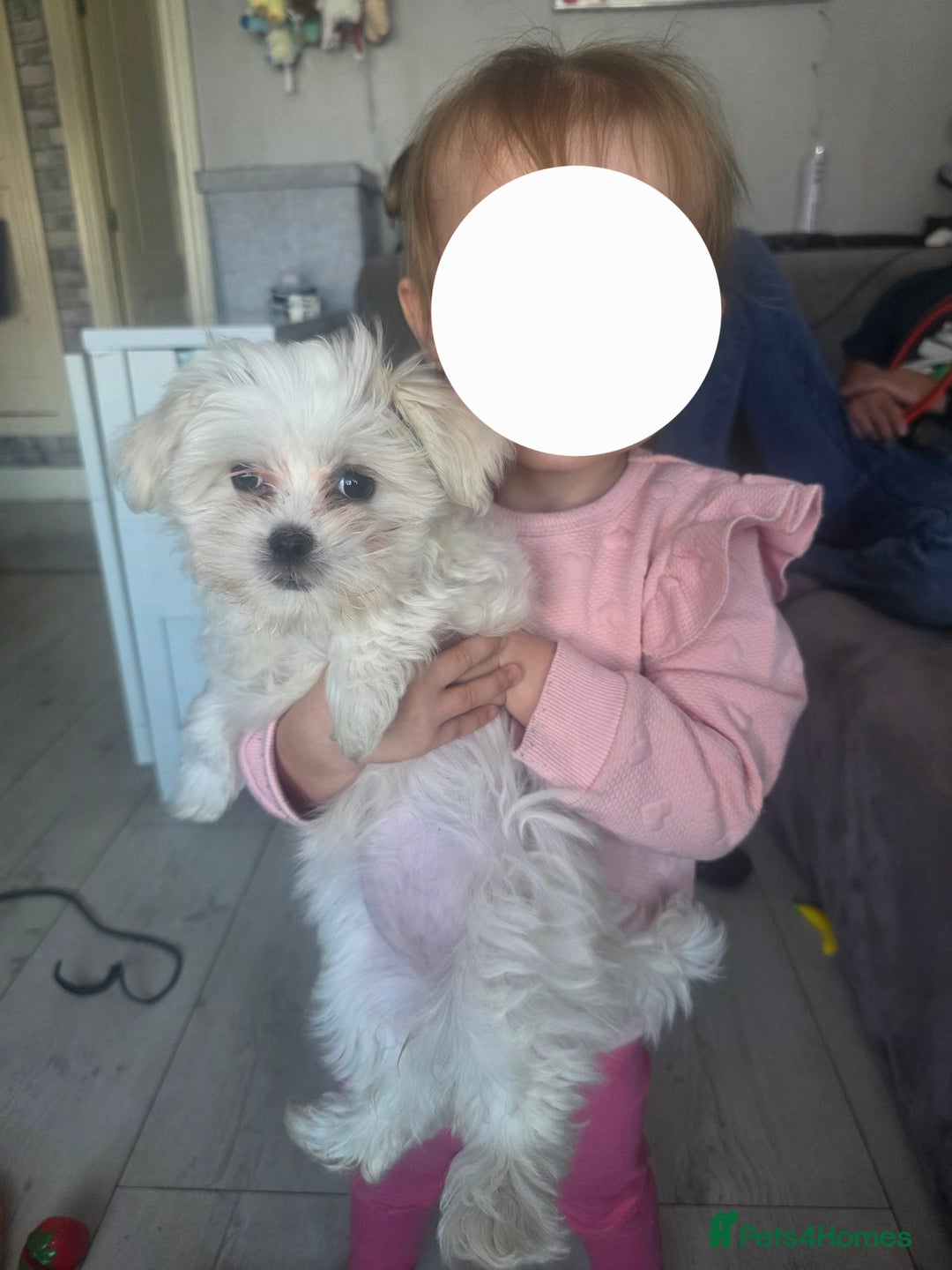 Maltese dogs for sale: Maltese puppy famale - Image 3