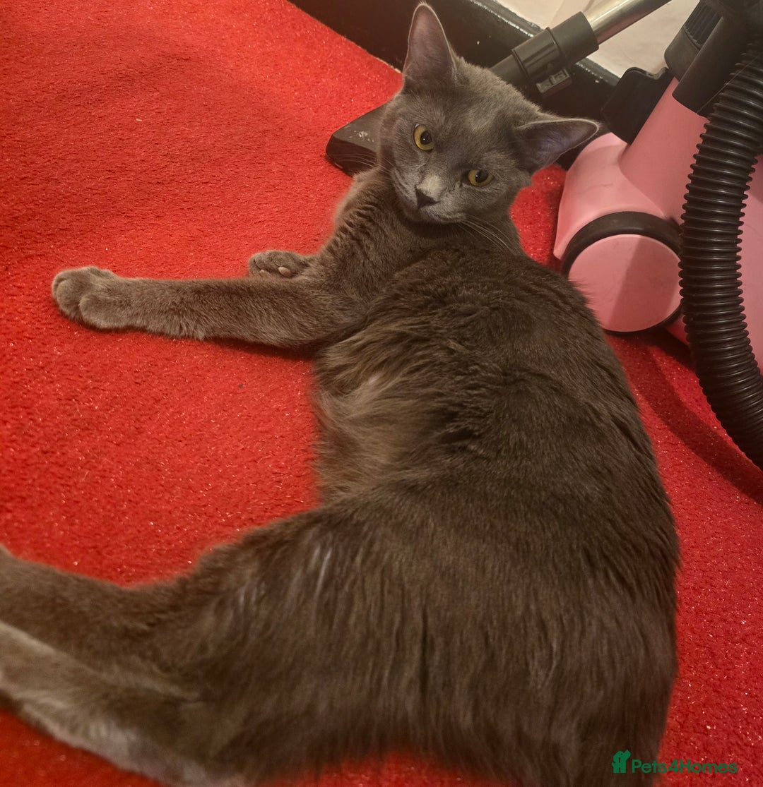 British Shorthair cats for sale: British shorthair - Image 1