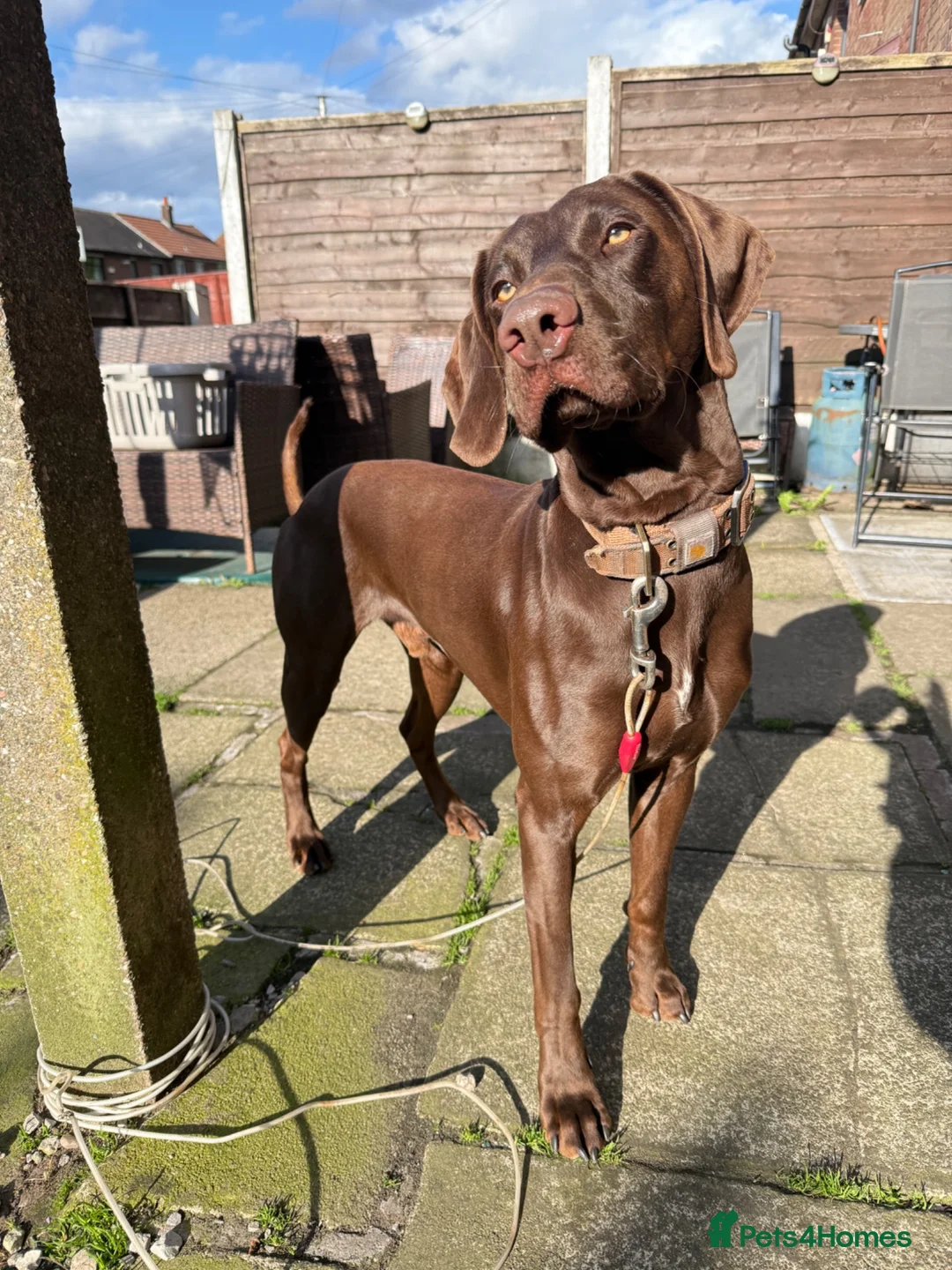 Mixed Breed dogs for sale: 2 year old male doberman / weimaraner mix in Rochdale - Advert 1