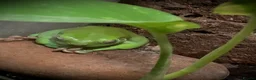 Frog reptiles for sale: Healthy female Australian Tree Frog  in Henley-on-Thames - Advert 10