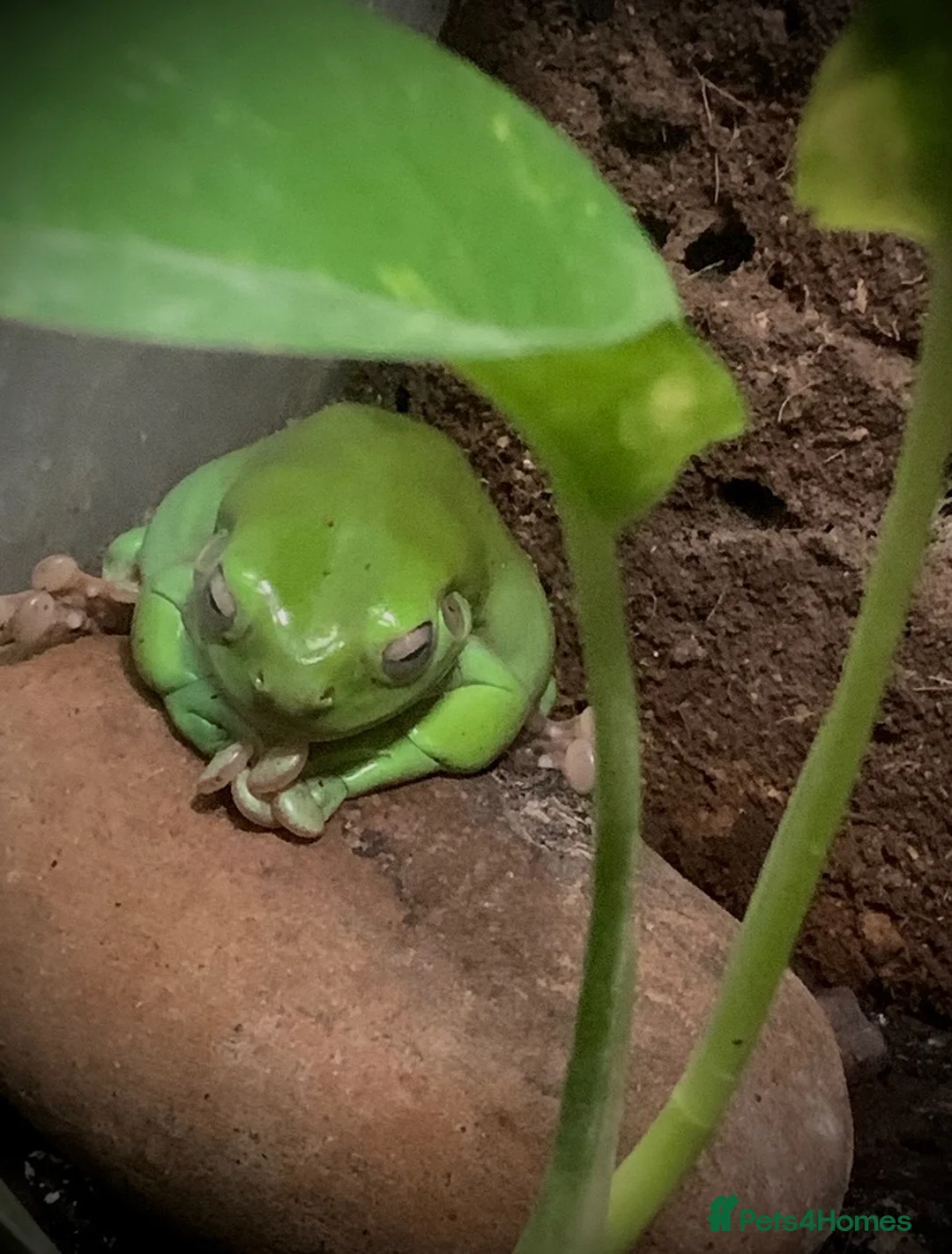 Frog reptiles for sale: Healthy female Australian Tree Frog  in Henley-on-Thames - Advert 10