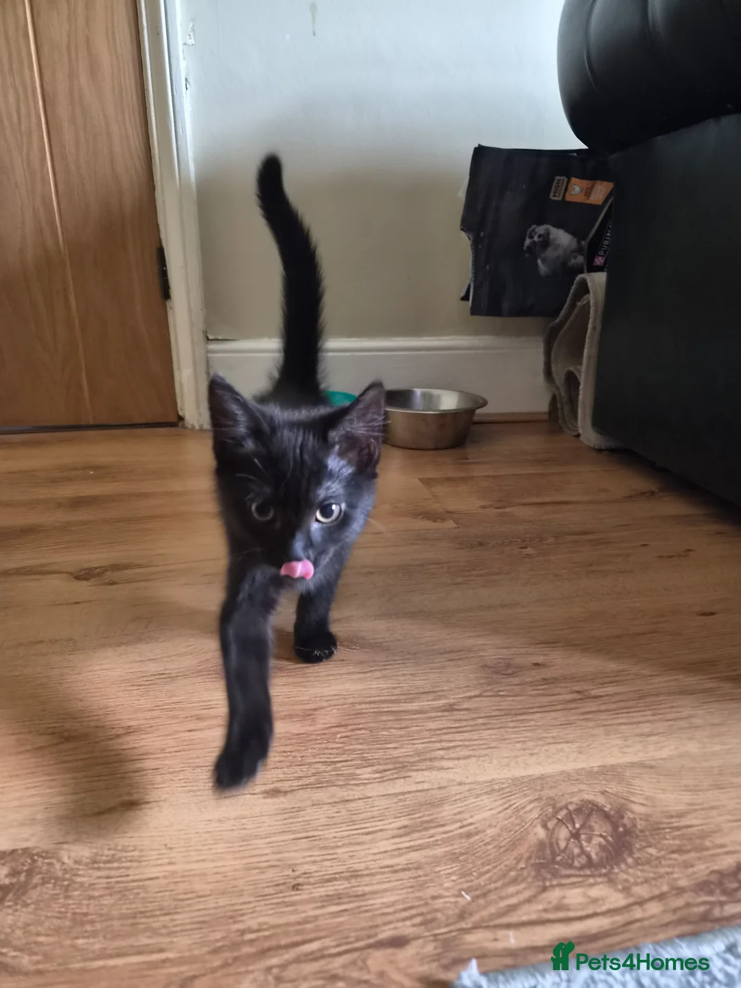 Mixed Breed cats for sale: Beautiful boy kitten  - Advert 2
