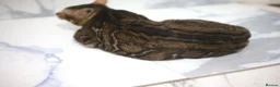 Bengal cats for sale: Unique Line Bengals Expected  - Advert 18
