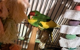 Parakeets birds for sale: Baby kakariki  - Image 11