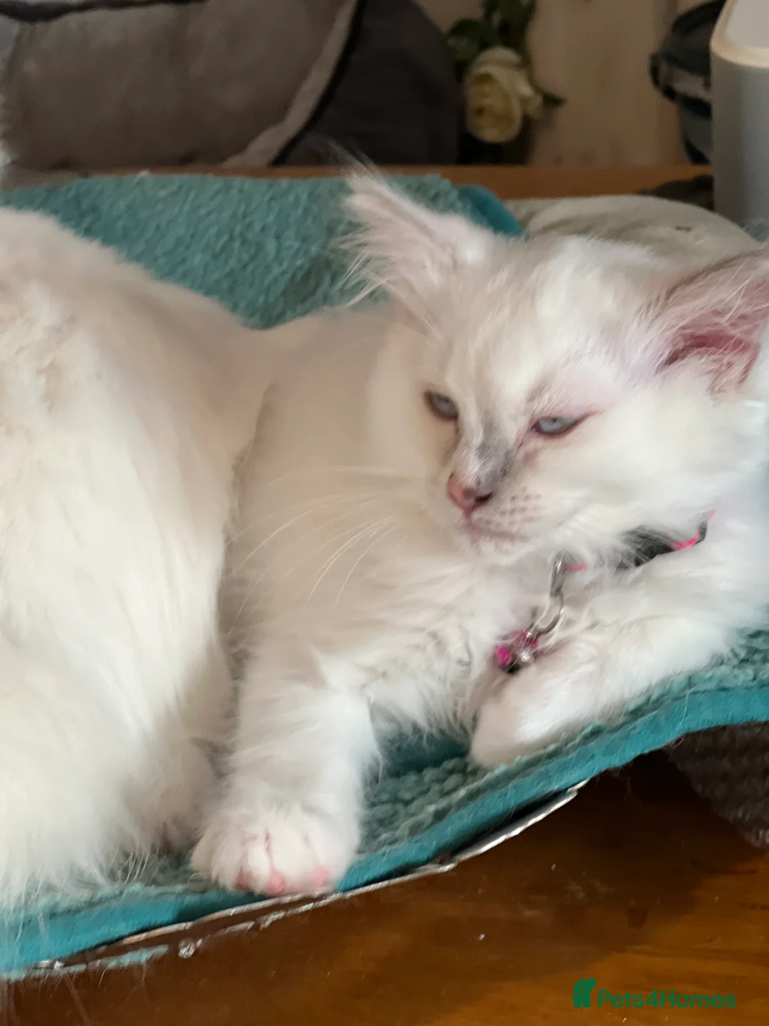 Ragdoll cats for sale: Rare blue+lilac bicolour + blue tortie kittens - Advert 5