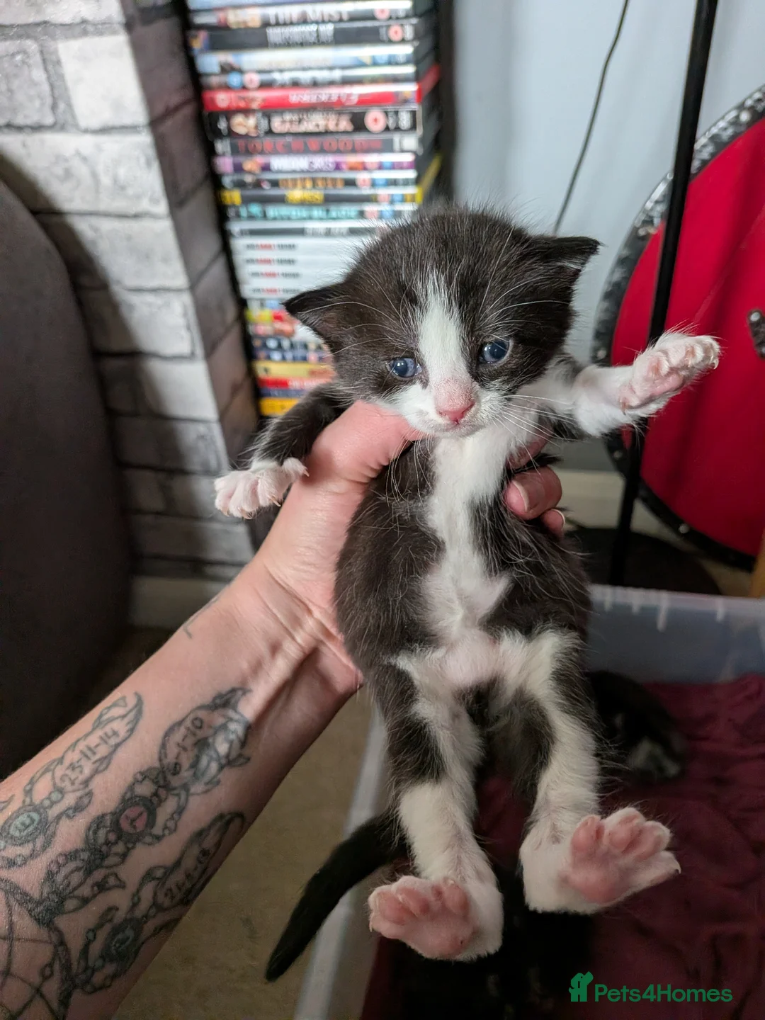 Mixed Breed cats for sale: Kittens - Advert 9