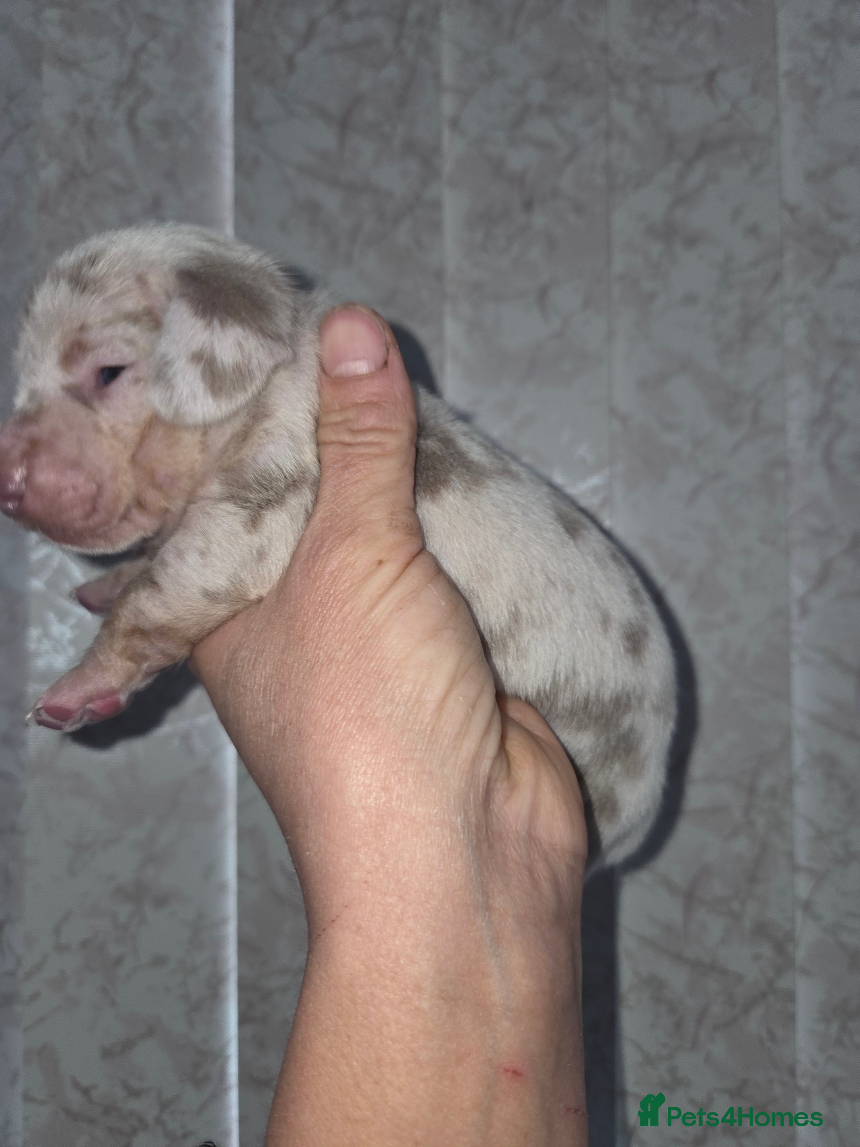 Miniature Dachshund dogs True Quality Minature Dachshunds - Advert 5