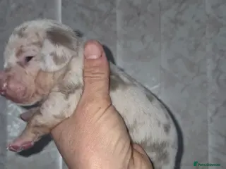 Miniature Dachshund dogs True Quality Minature Dachshunds - Advert 5