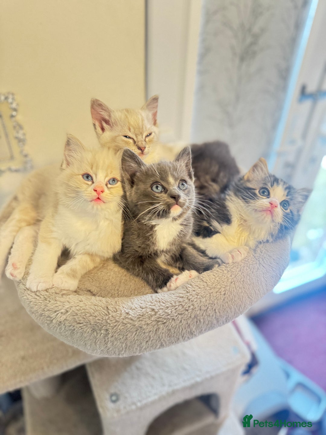 Ragdoll cats for sale: Beautiful Ragdoll Kittens - Advert 2