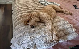 Cockapoo dogs for sale: Gorgeous cockapoo puppies  - Advert 9